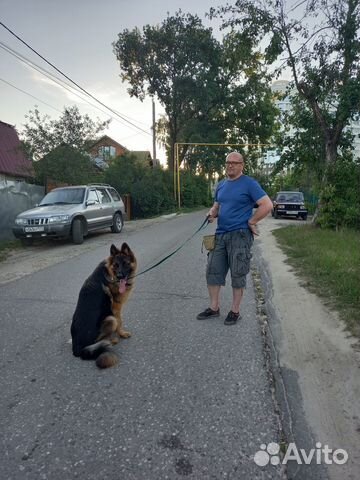 Дрессировка и воспитание собак