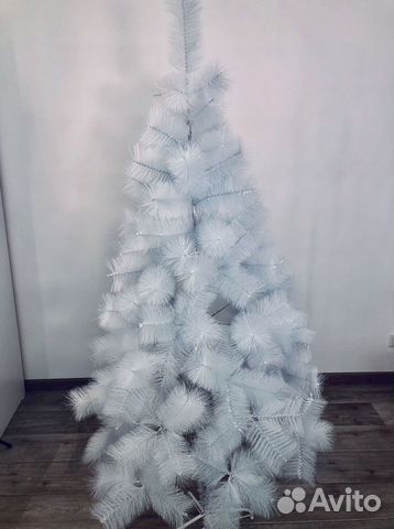 Сосна белая пушистая