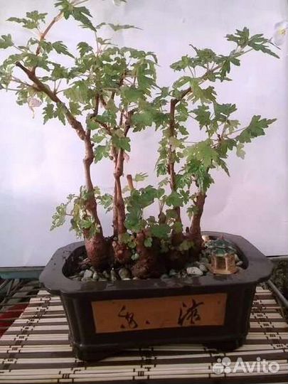 Бегония каудексная Дрега