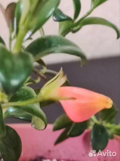 Комнатные растения. Нематантус