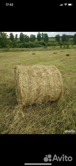 Сено в тюках