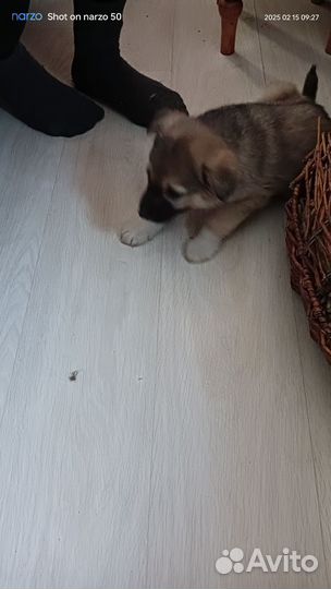 Малыш кобелек