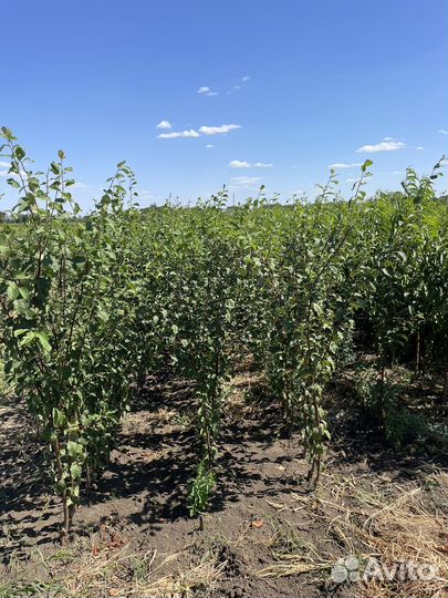 Саженцы плодовых