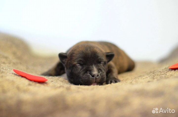 Стаффордширский бультерьер щенок