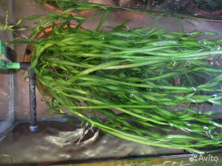 Валлиснерия спиральная,сагиттария (почвопокровка)