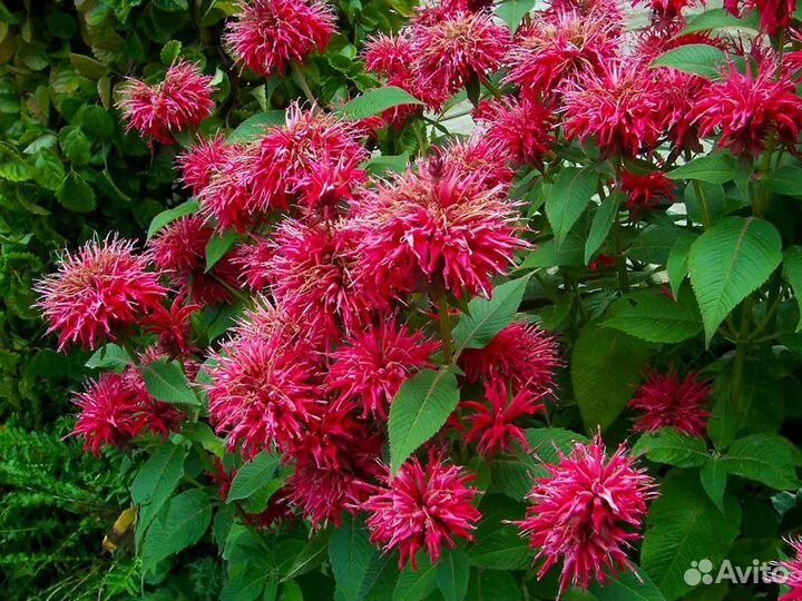 Монарда садовый бергамот