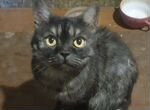 Кот темно-серого окраса