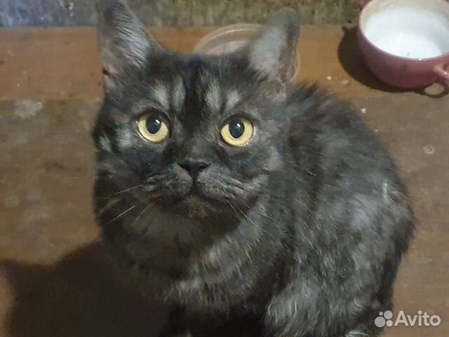 Кот темно-серого окраса объявление продам