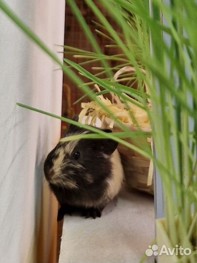 Морские свинки, есть выбор