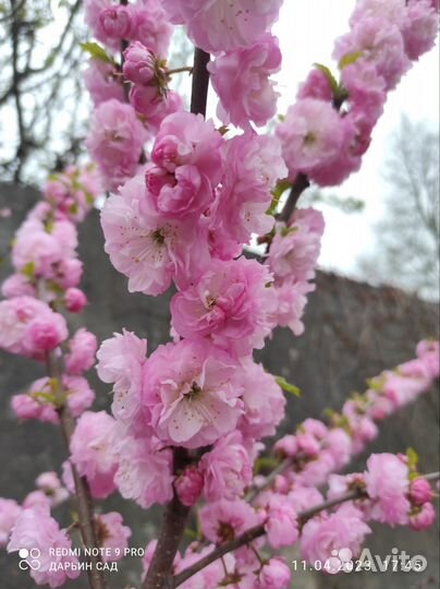 Миндаль декоративный Луизиания трёхлопастная
