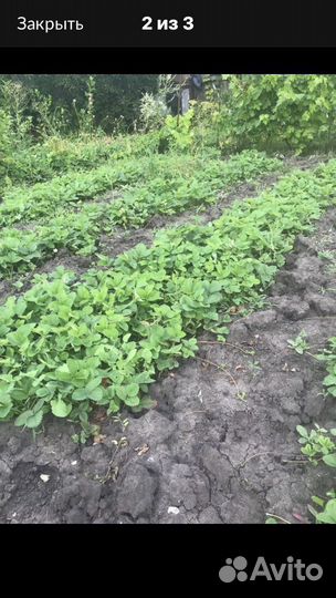 Принимаю заказаз на саженцы клубники