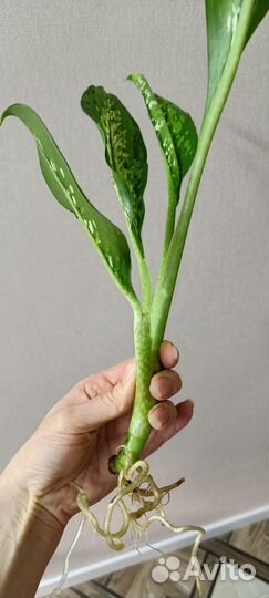 Диффенбахия Шкура дракона