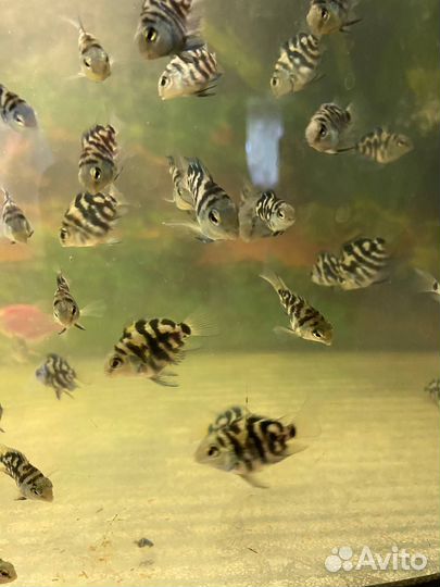 Рыба сапфировый попугай