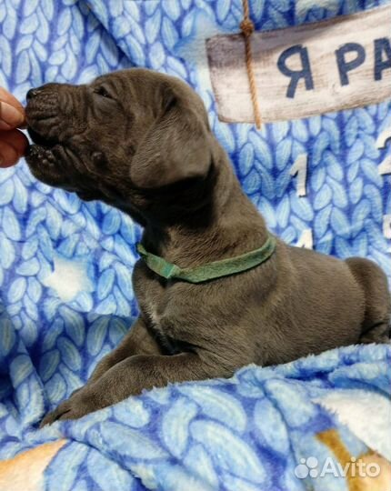 Немецкий дог голубого окраса девочка