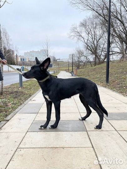 Изящная стерилизованная Афи