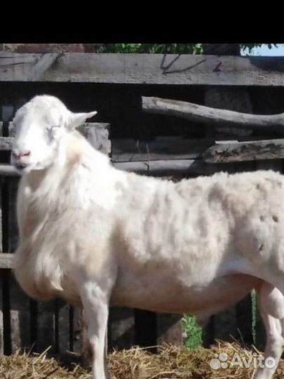 Овцы бараны катумские
