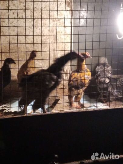 Куры цыплята