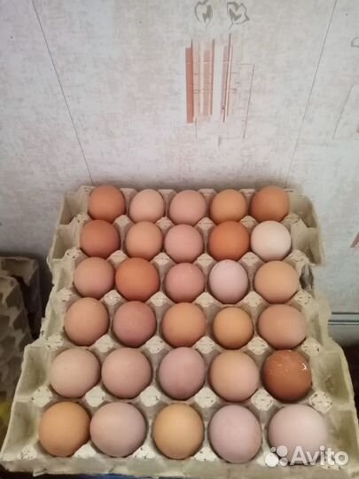 Домашние куриные яйца