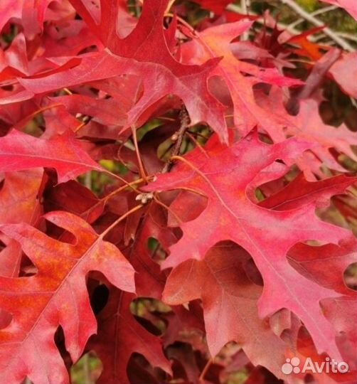 Красный канадский дуб