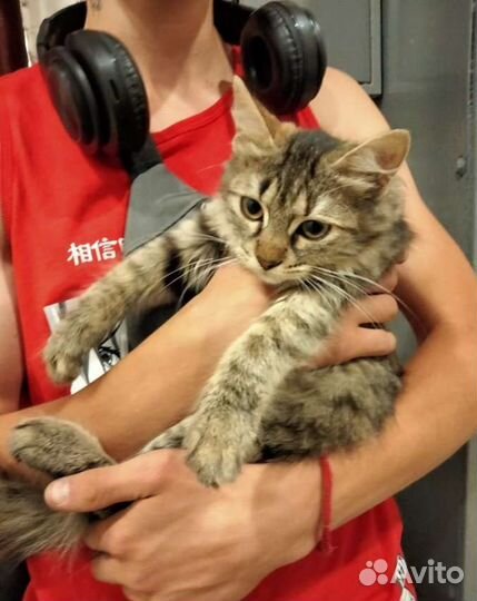 Котенок Василиса в добрые руки