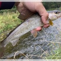 Гид по хариусу Тверская область