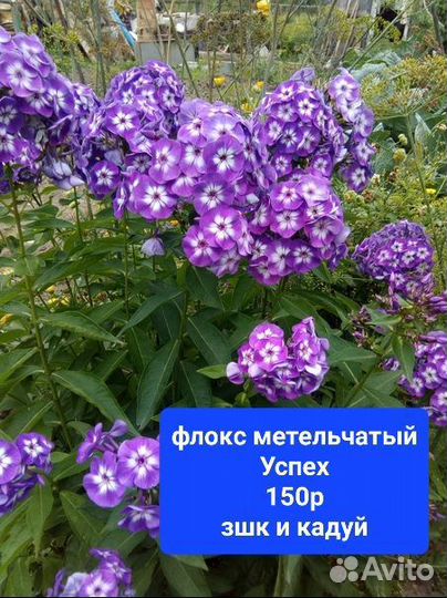 Гортензии метел и древ