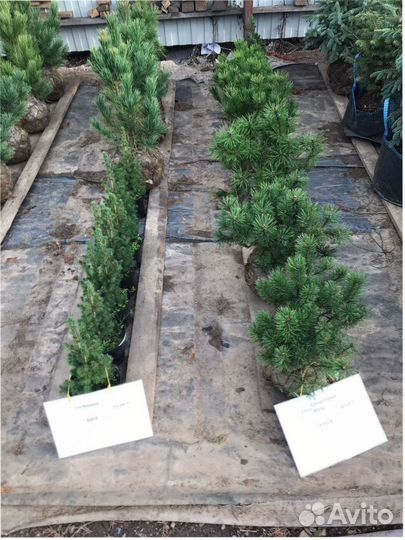 Ель голубая 60/120/150 см сосна горная кедр сибирс