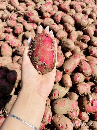 Картофель, морковь, капуста оптом