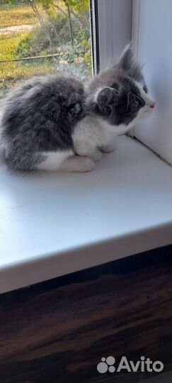 Котята 2 месяца