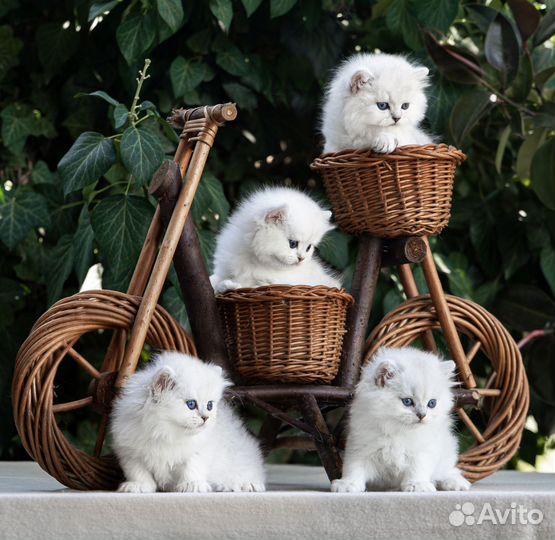Шотландские котята