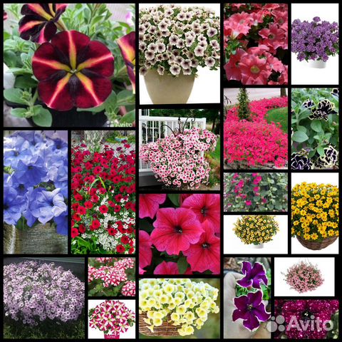 Вегетативная петуния, многолетники