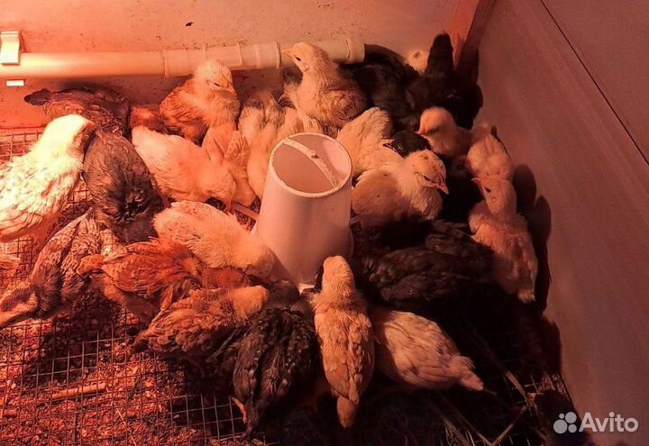 Цыплятки кур -несушек