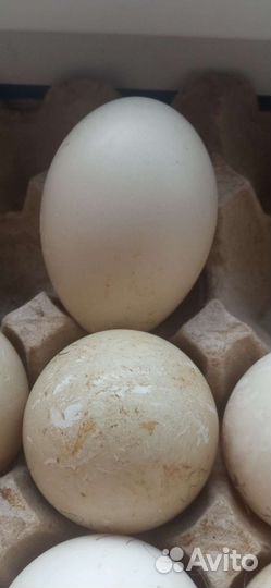 И/я кур русской хохлатой и мускусной утки