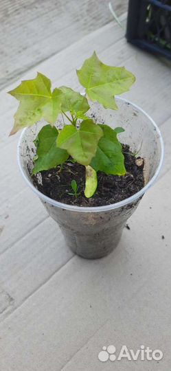 Клен остролистный, дуб