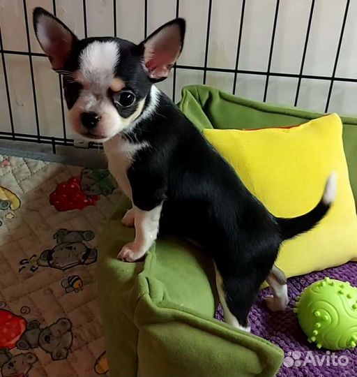 Щенки чихуахуа