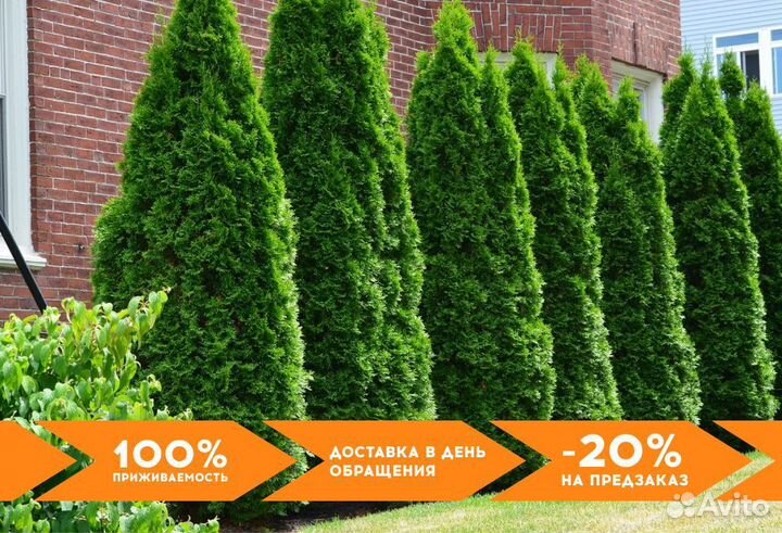 Туя Смарагд 1,8-2 м,Брабант,Колумна
