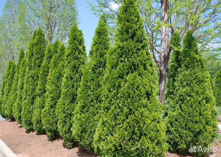 Туя 70-80 см