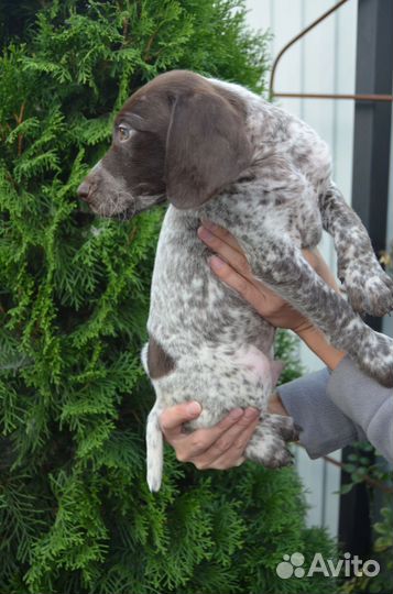 Щенки курцхаар РКФ