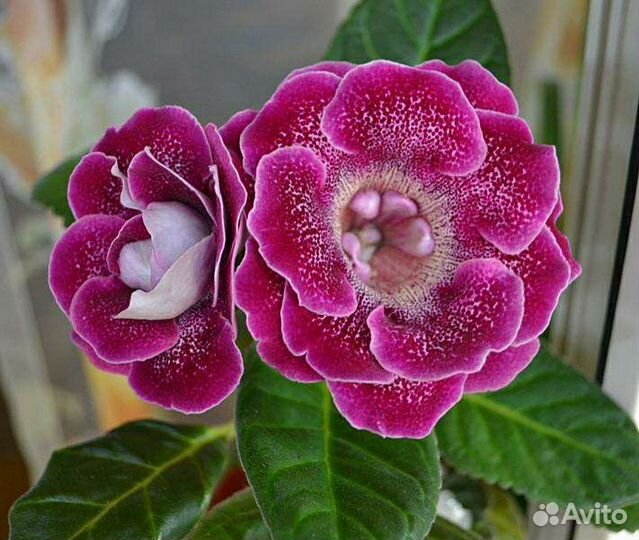 Глоксиния махровая сортовая