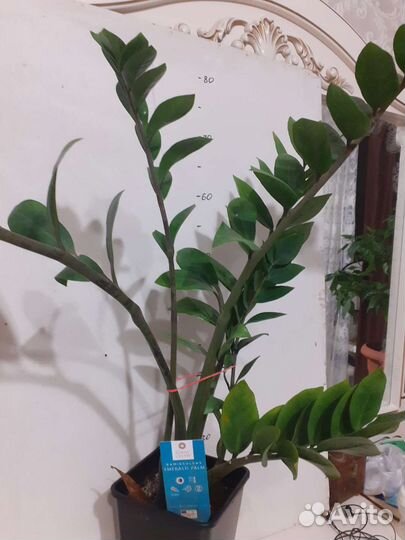 Замиокулькас