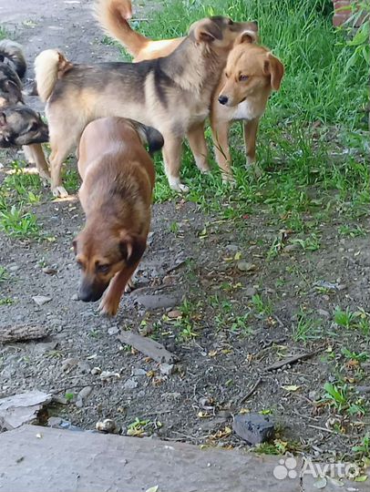 Пёс ниже колена