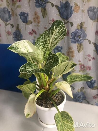 Филодендрон биркин