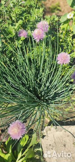 Лук декоративный