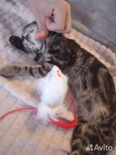 Кошка в дар бесплатно