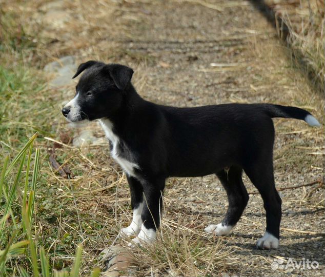 Щенки бордер колли