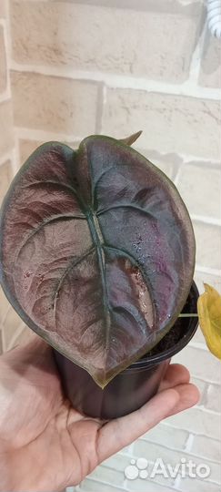 Комнатные растения цветы