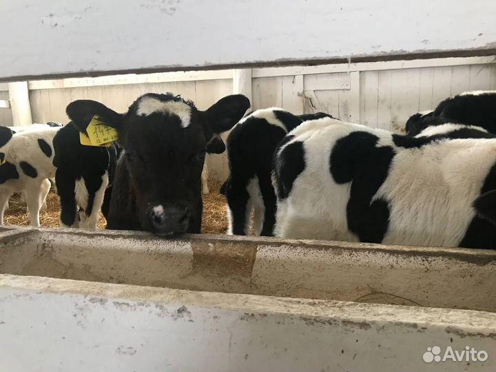 Бычки 1-3 месяца