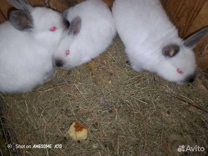 Кролик Калифорния