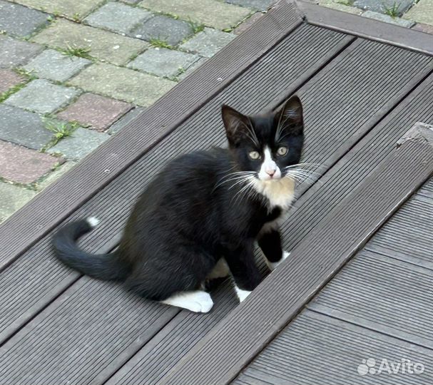 Котёнок подросток