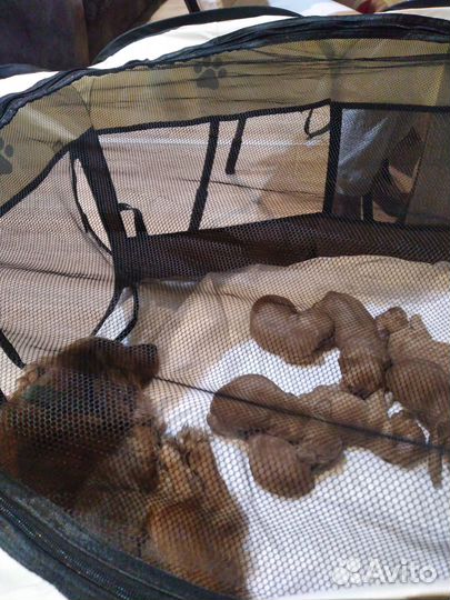 Продаю щенят